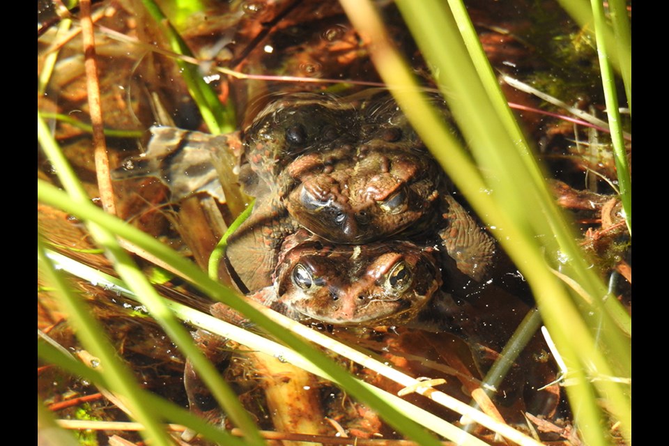 Mating toads.


Courtesy Squamish Environment Society
	
