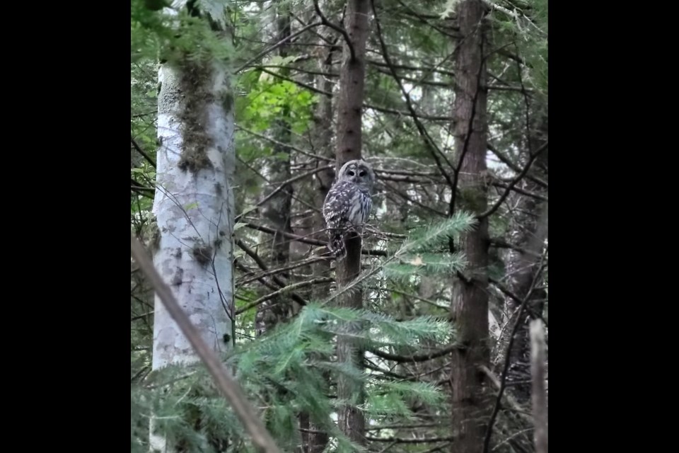 Barred owl in Squamish. 