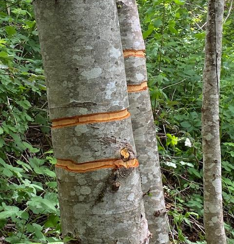 A damaged tree on DOS property. 