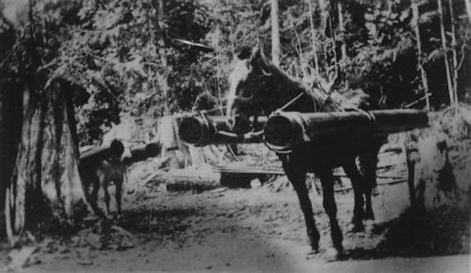 2Alex Munro's horse team packing pipe to Utopia Dam, Britannia.