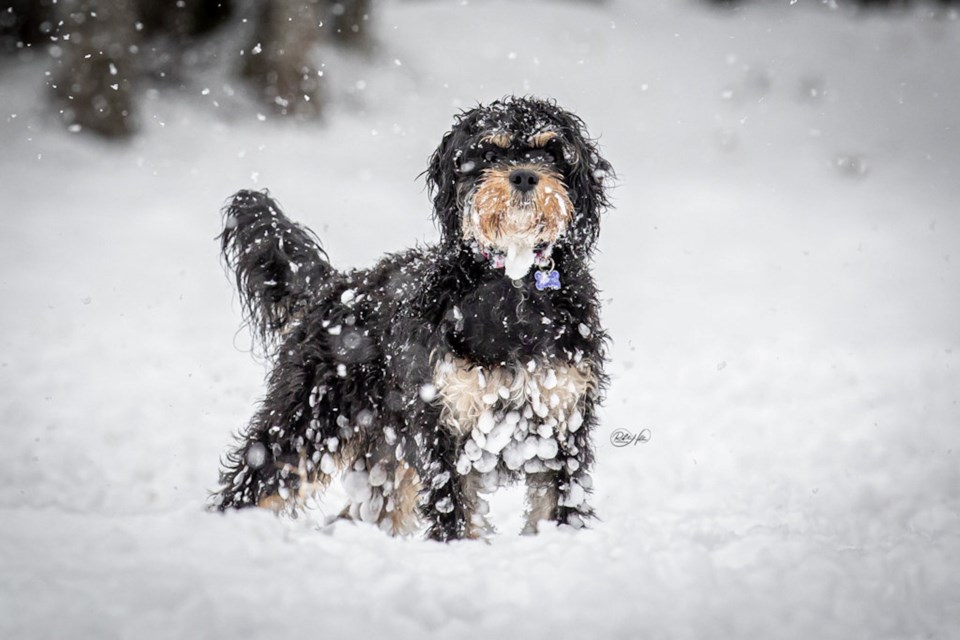 Roberta Holden captures candid moments with pets (and other animals) at all stages of life. 