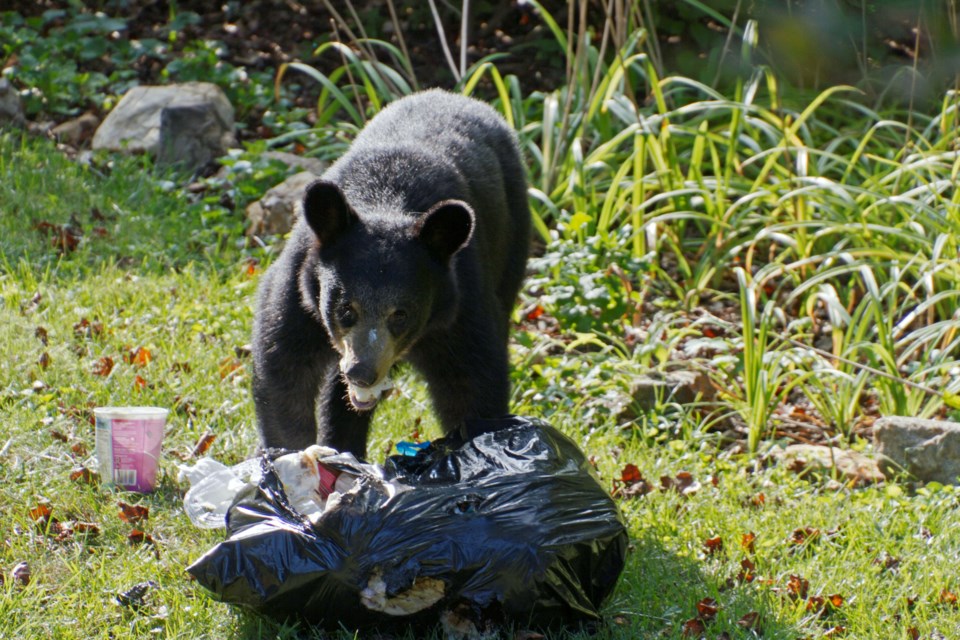 A black bear chewing on a paper towel f