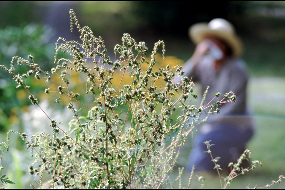 Ragweed is a common culprit for many sufferers. 