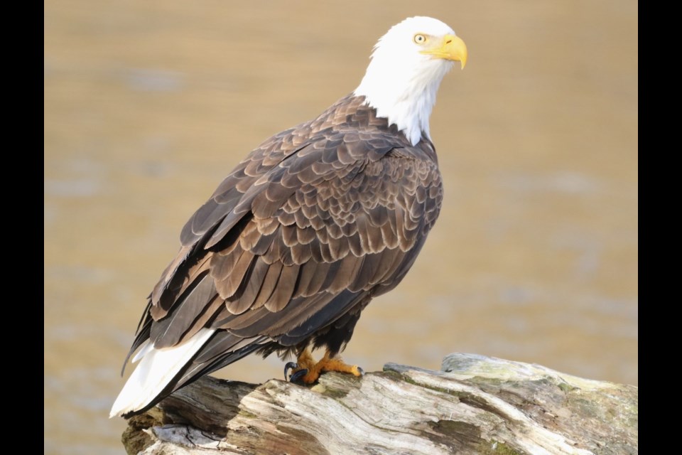 Bald eagle. 