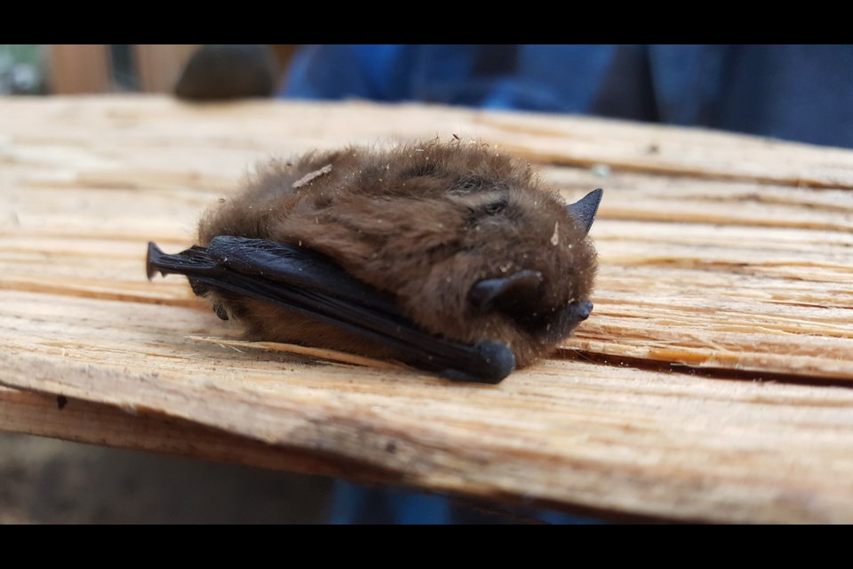 Bat hibernating in a woodshed. Photo by C Buick