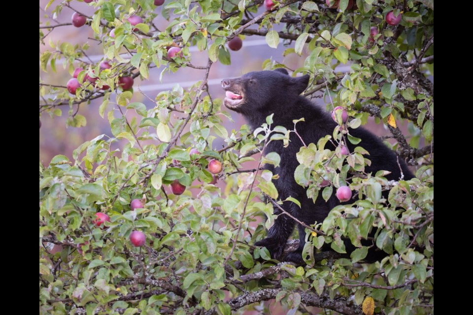 A reminder of why it is important to harvest fruit off your trees, folks. 
This bear was spotted Sunday morning in a yard, chowing down on someone's apples. This is not a natural food source for black bears and prevents them from moving on to their natural feeding grounds, according to wildlife experts. 