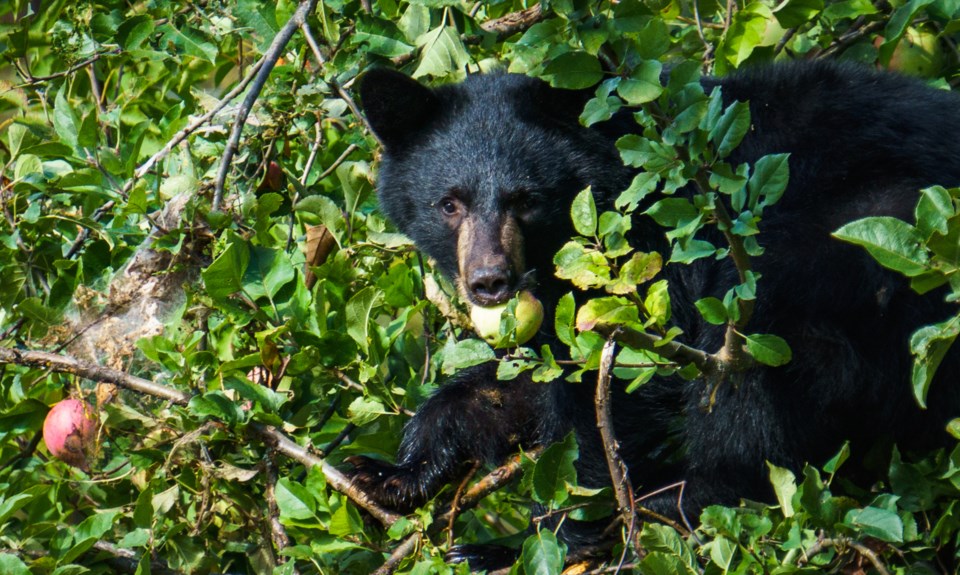 bear in fruit tree