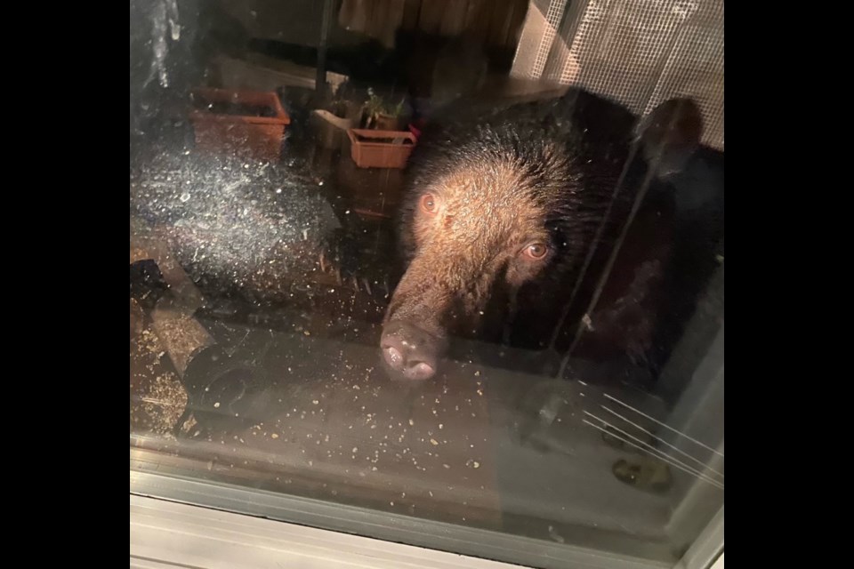 The black bear Julie Murakami saw in her kitchen window on March 20. 