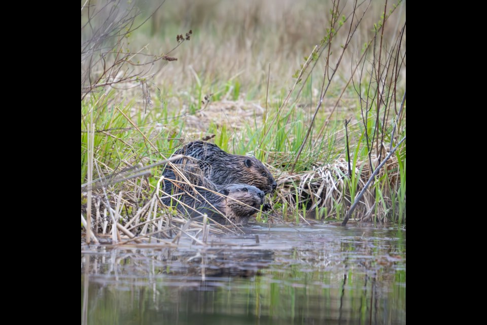Brian Aikens captured these images of beavers in Squamish this week (April 26).