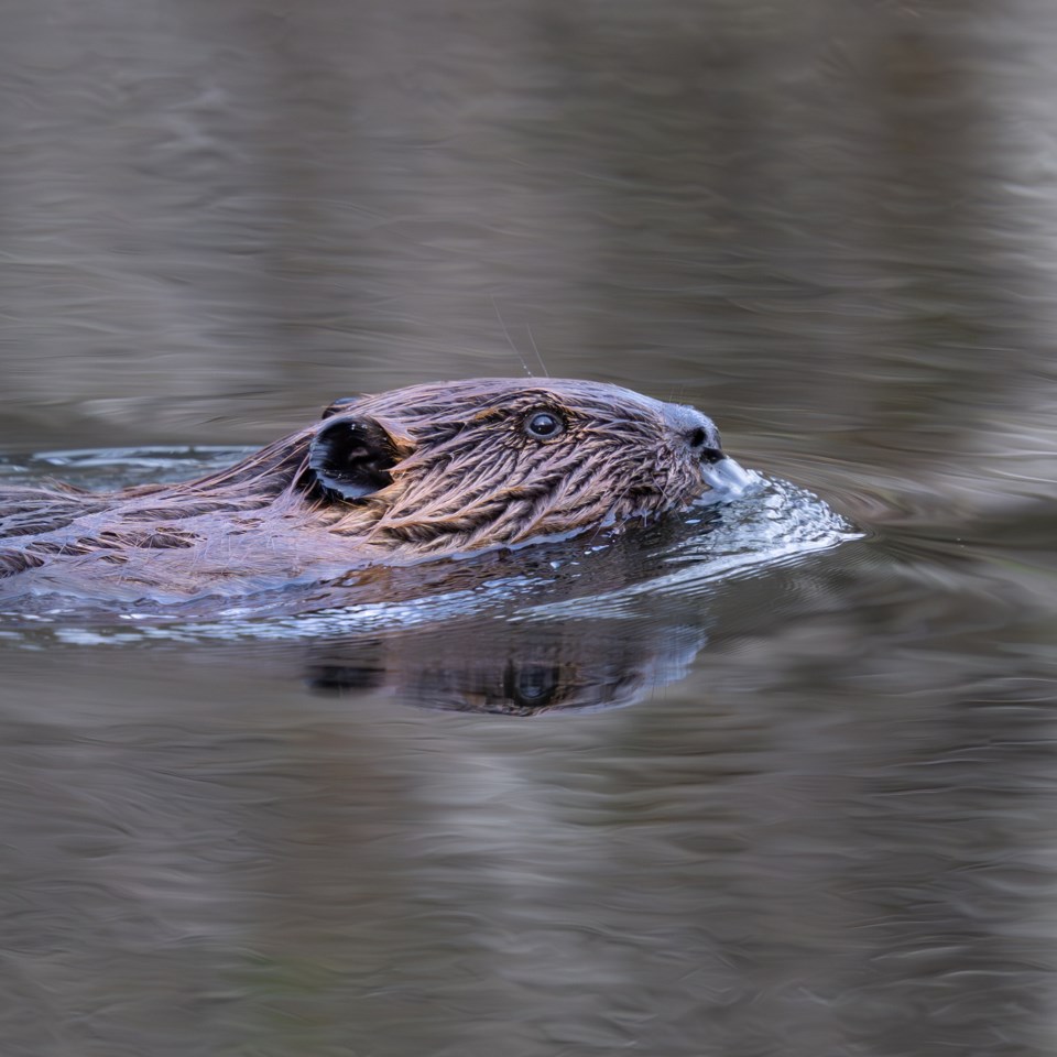 beaver-swimming-2