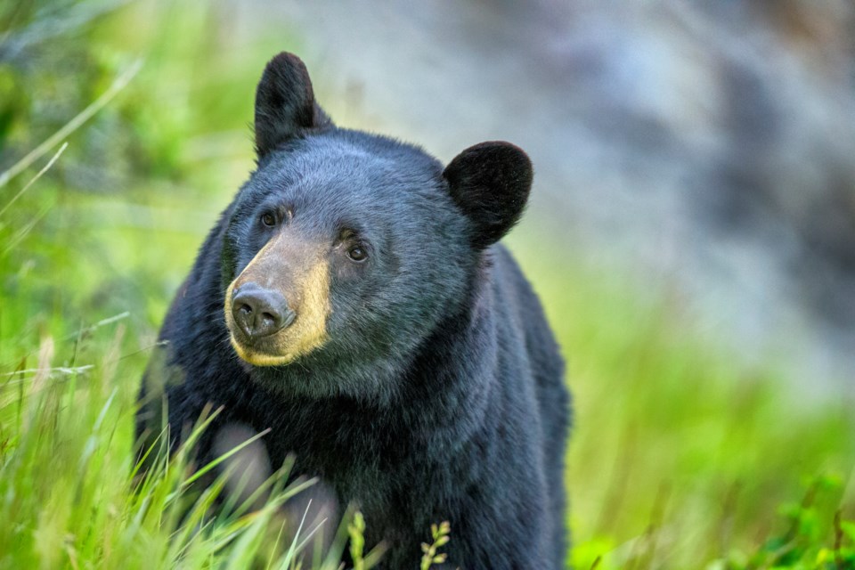 black bear Squamish