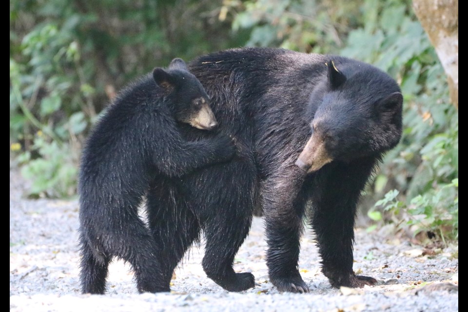 Black bears were spotted in Squamish on July 25, 2021. 