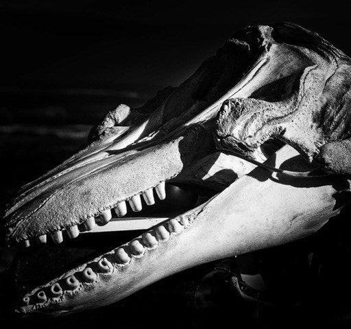 BMM Whale Skull close up bw