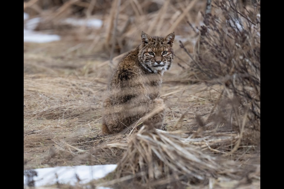 Bobcat in the Squamish Estuary.