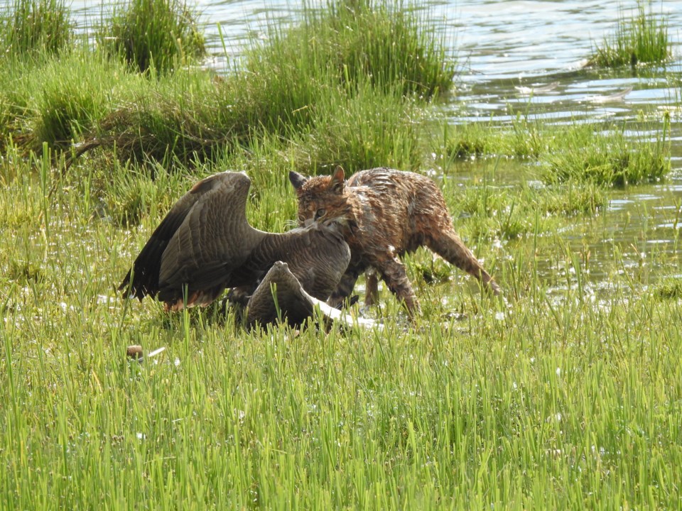 Bobcat catching breakfast, Squamish River Estuary