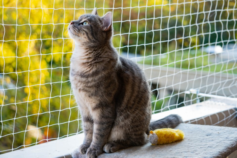 catio-1174240625