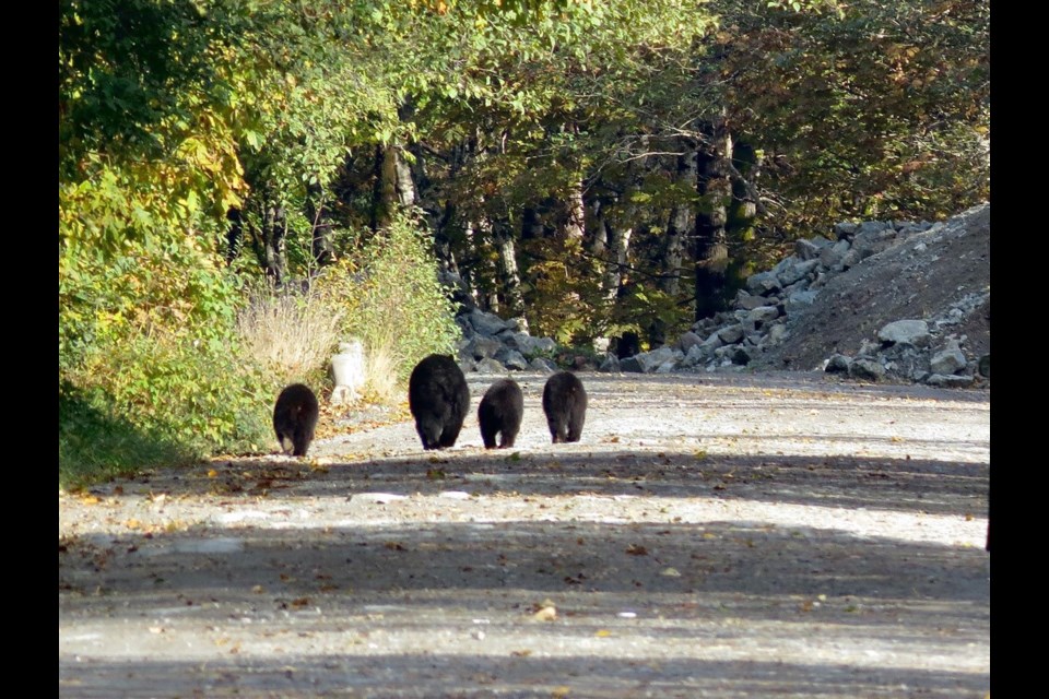 Bear Aware: Photographer Chris Dale spotted this bear family recently out and about in the Squamish Estuary. It is a good reminder that bears are still around. Keep those attractants locked up, folks, so they can head off to hibernate. 