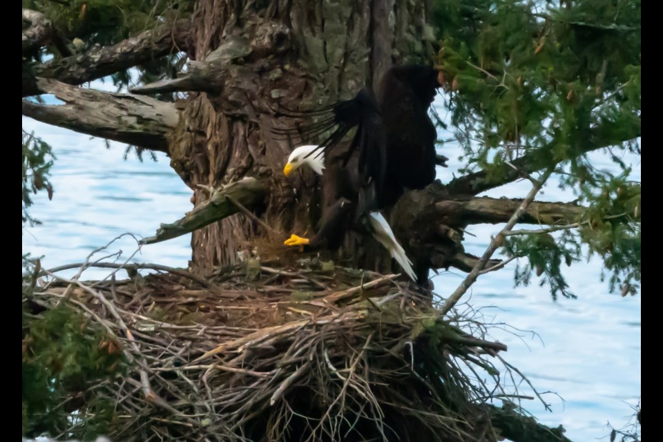 We are fortunate in Squamish to see plenty of eagles, but it isn't often we get a view like this of an eagle in a nest. 