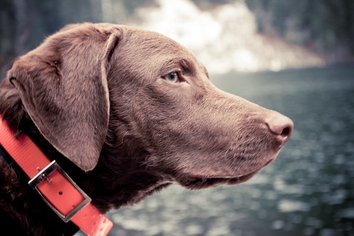 Christopher Kimmel Squamish dog parks