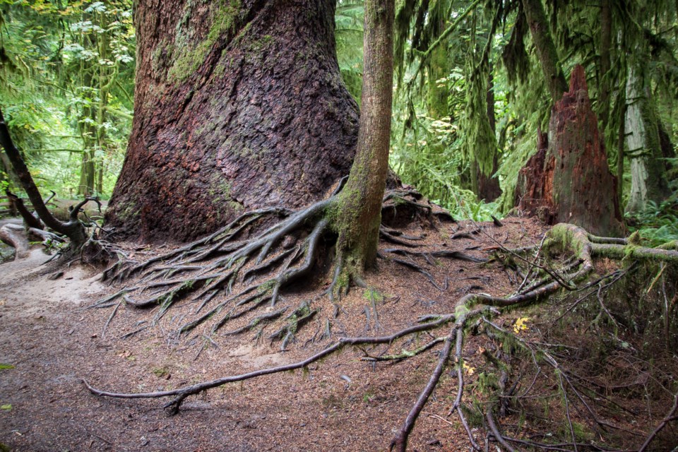 B.C. old growth