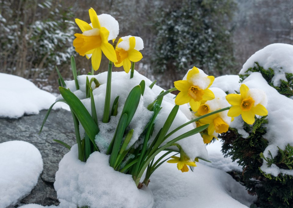 Daffodils winter Squamish772