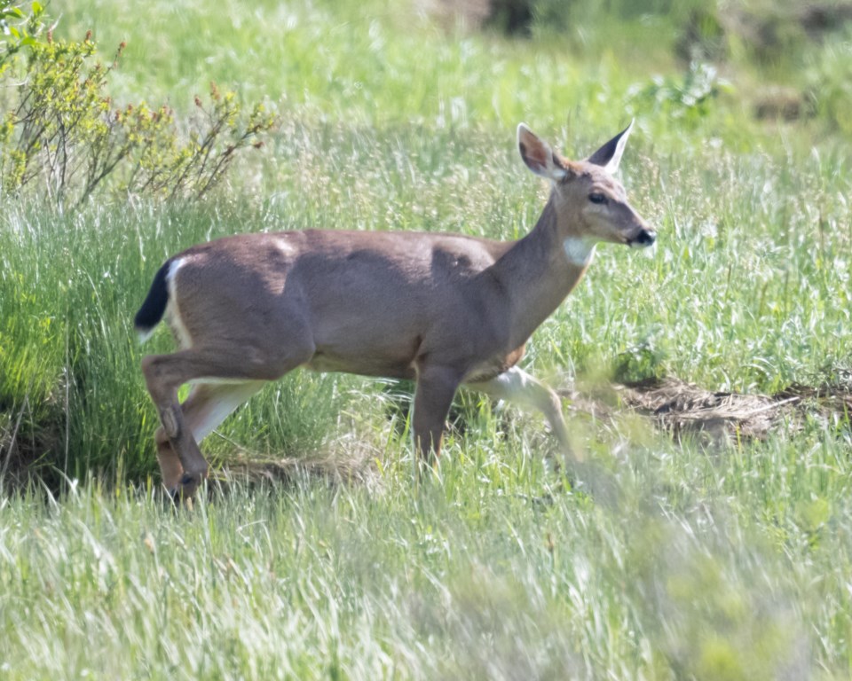 Deer 1-0066Squamish