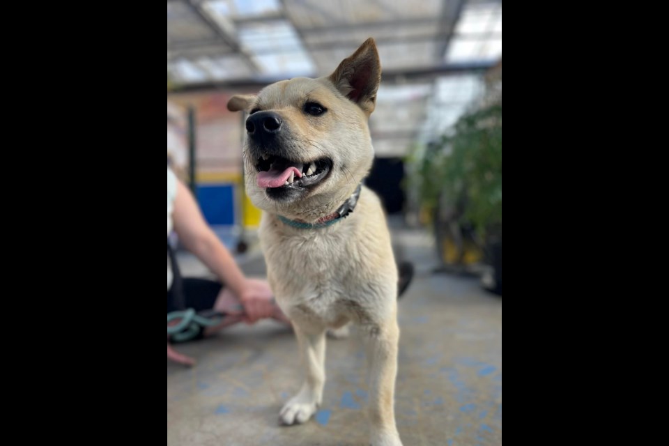 Einstein the wandering pooch leads Squamish pursuers on 45 day