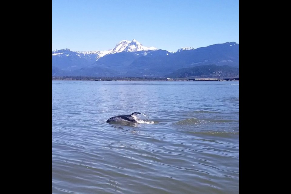 Dophins in Howe Sound.