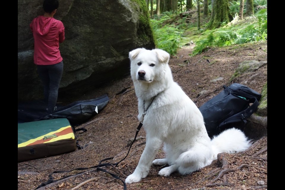 Crag dogs are a contentious issue in every climbing area. Dogs are allowed at almost all Squamish climbing areas, except Paradise Valley (the critical salmon spawning sites mean dogs are strictly prohibited).