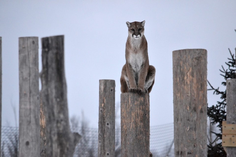 Andre at The Wildcat Sanctuary.