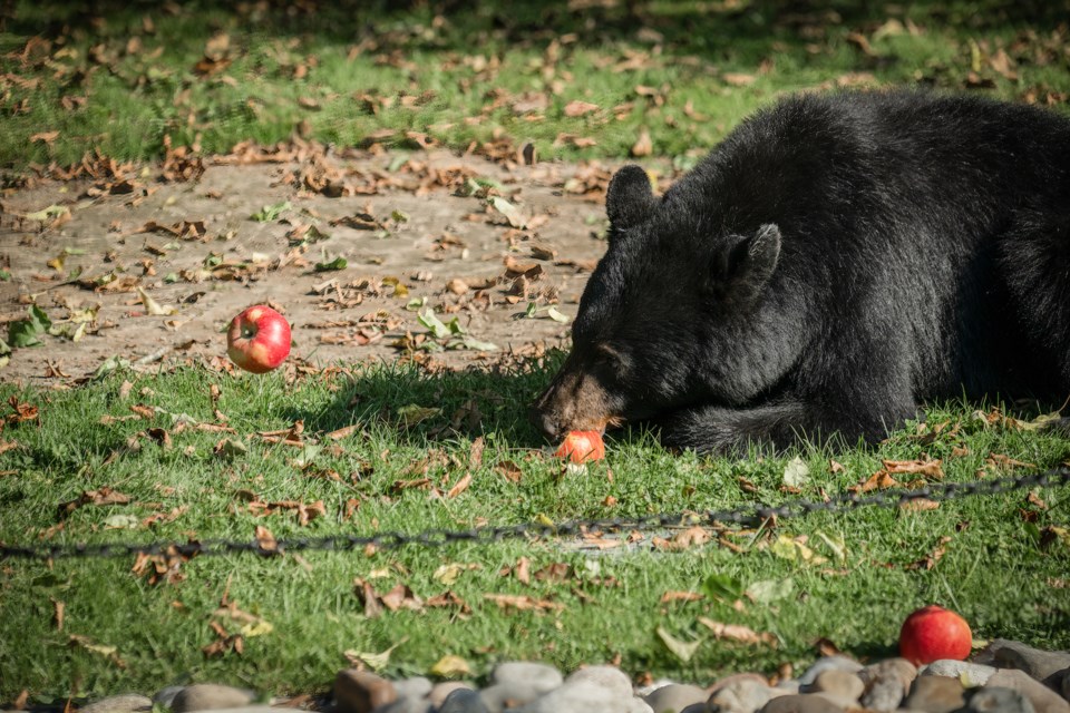 Tony Jovanovic spotted this bear in the Northyards on Saturday, Oct. 8.