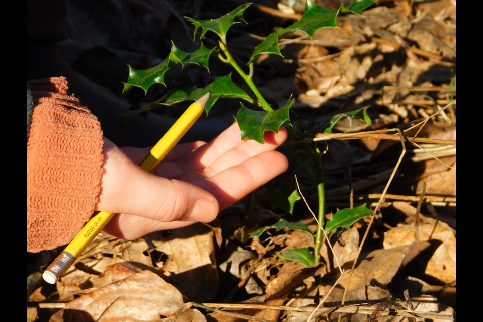 École Les Aiglons students have been learning about invasive species. Using what they learned, they are making the area around their school healthier by replacing invasive plants with natives ones. 