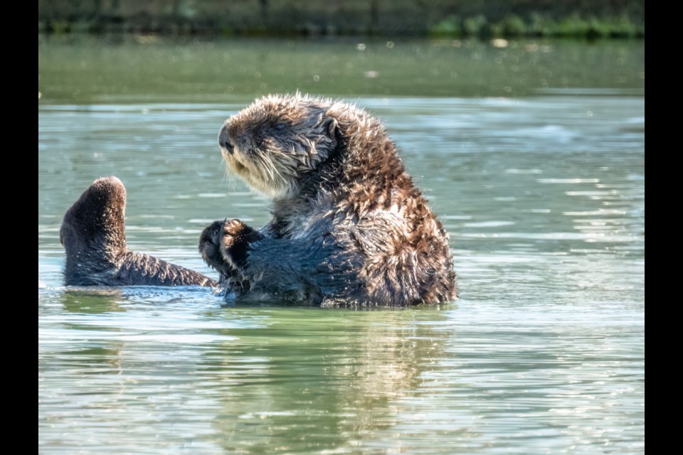 Squamish photographer Tim Cyr spotted the adorable creature at Darrell Bay. 