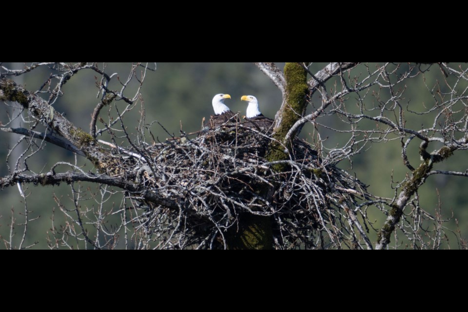 Squamish photographer Brian Aikens captured this picture of two eagles in a nest forming a heart. Brackendale Eagles Provincial Park is home to hundreds of bald eagles during the peak viewing season from December to February, but they can be spotted outside of those times too!