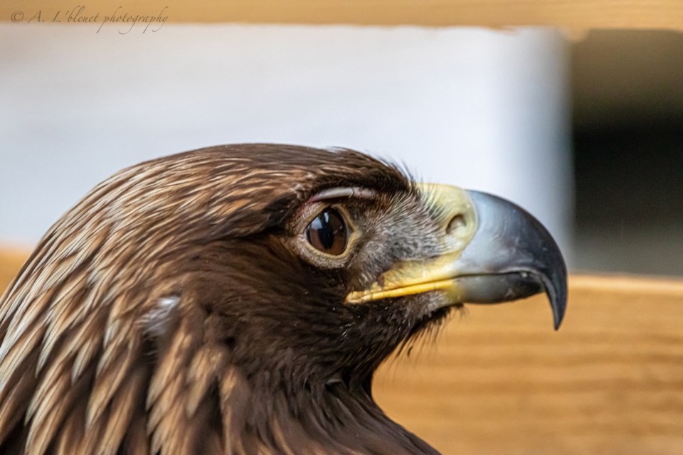 Golden eagle discovered by photographer Alexandre Gilbert. 