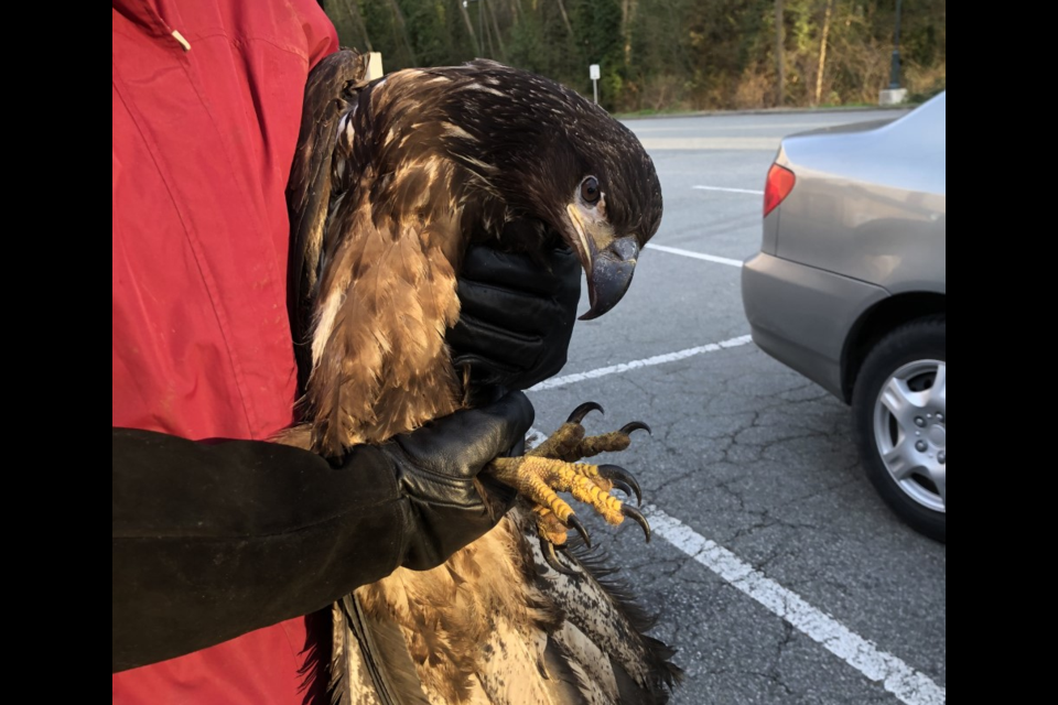 Rob Hope of OWL said when it got there, the male juvenile was in pretty bad shape, as he was very malnourished and had a bad wound on his right wing possibly from the electric fencing that surrounds this area of the landfill.