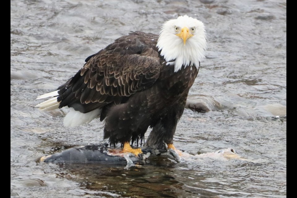 Squamish photographer Aafreen Arora has put together a collection of her eagle photos that she calls "The Eagle Diaries." 