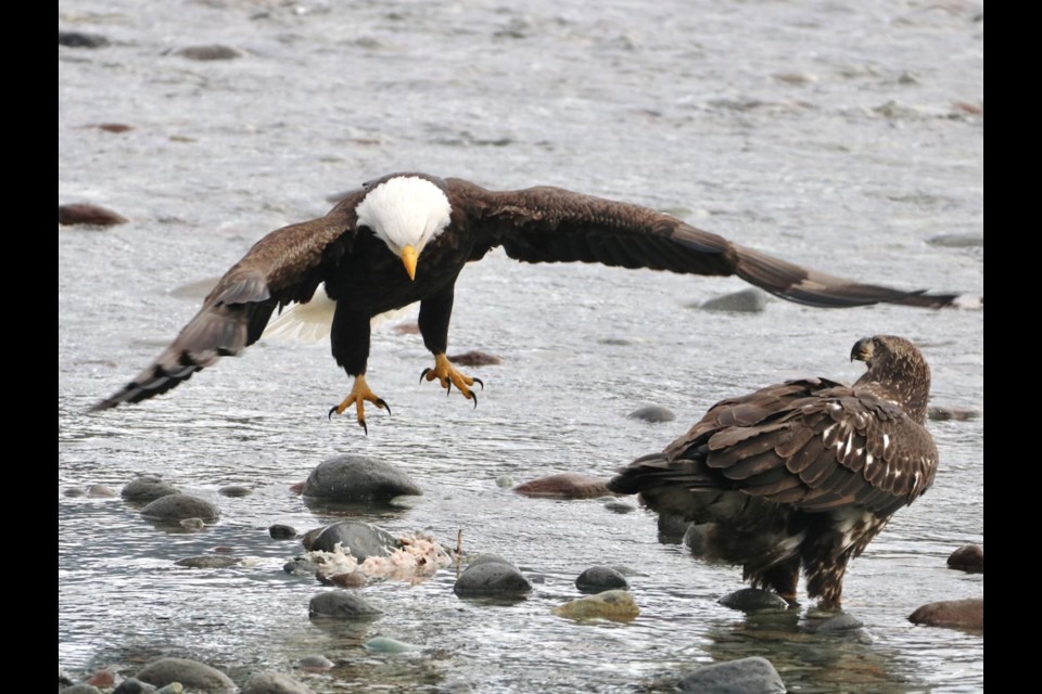Squamish photographer Aafreen Arora captured these images of eagles on the Mamquam River on Jan. 23. 