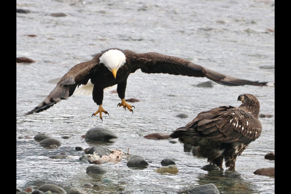 鶹photographer Aafreen Arora captured these images of eagles on the Mamquam River on Jan. 23. 