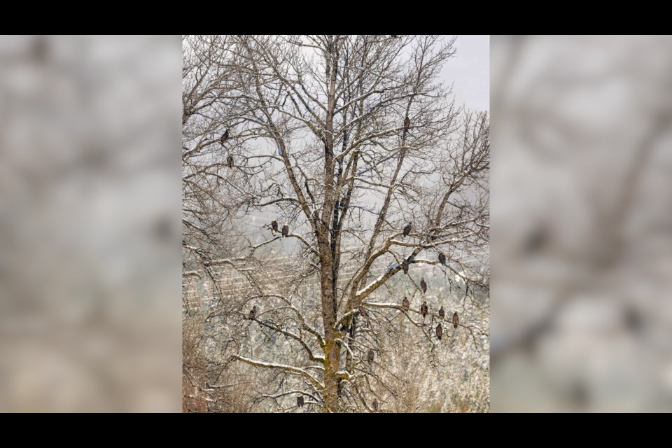 Squamish photographer Brian Aikens captured this tree full of eagles this week (Dec. 1)