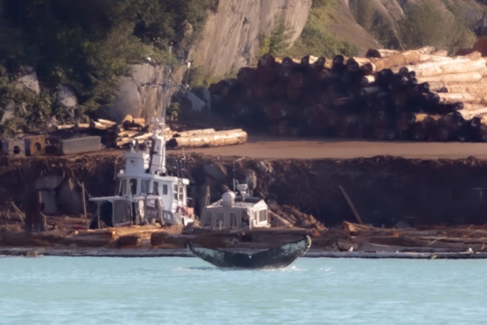 A humpback whale spotted in Howe Sound on Saturday, Aug. 20.