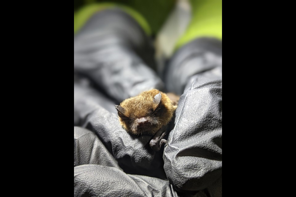 Felix Martinez holding a local bat.