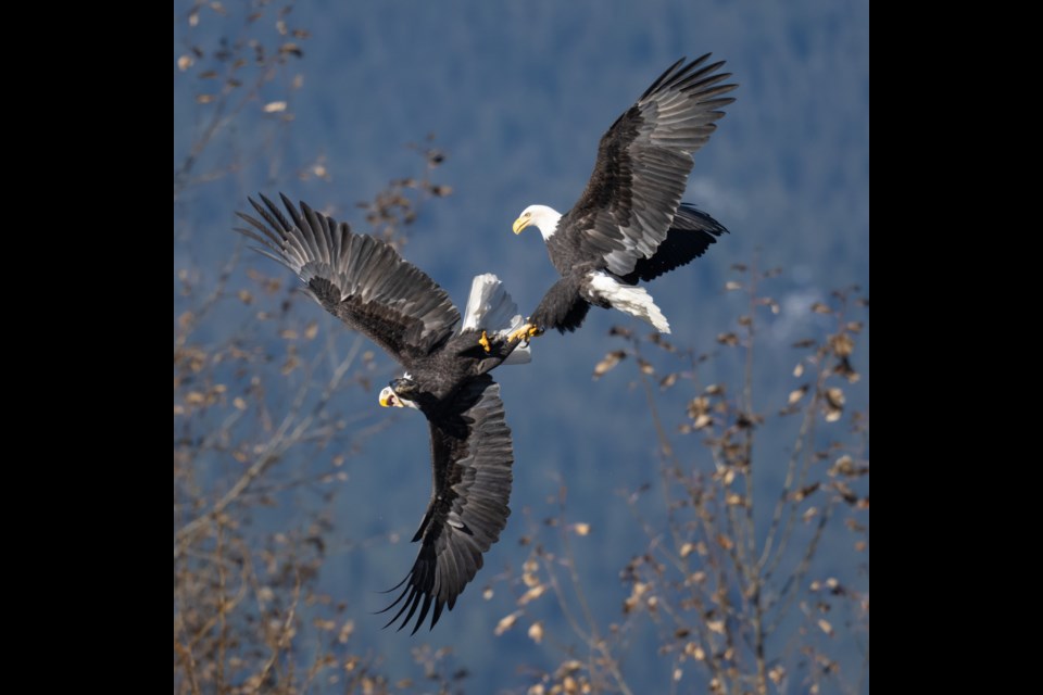 Squamish photographer Brian Aikens spotted these two eagles fighting over a salmon head near a local river.