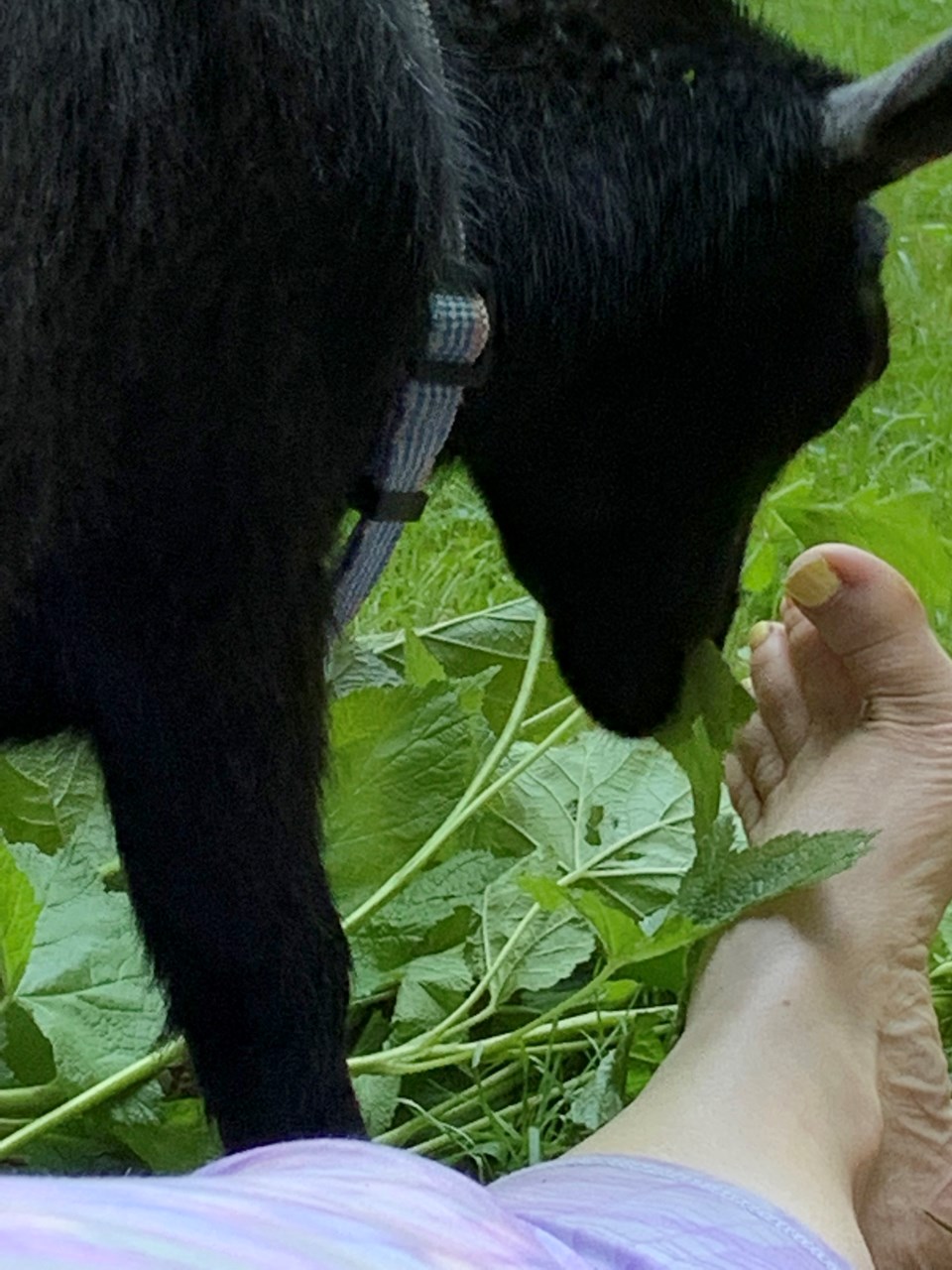 goat yoga Squamish