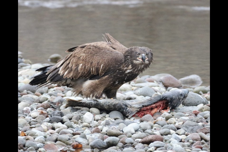 Bald eagles feasting on the Mamquam River.