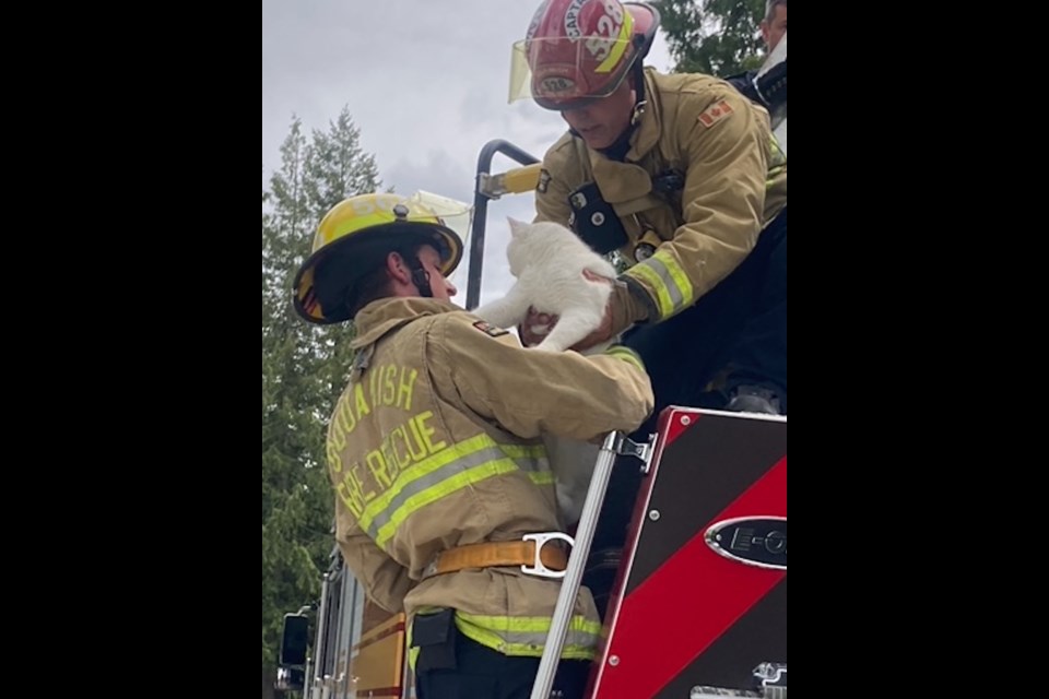 Squamish firefighters rescue a cat that was stuck in a tree for three days. 