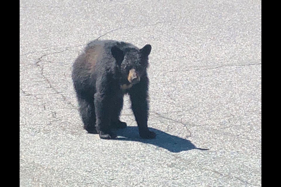 A yearling near Squamish General Hospital on Friday, May 21.