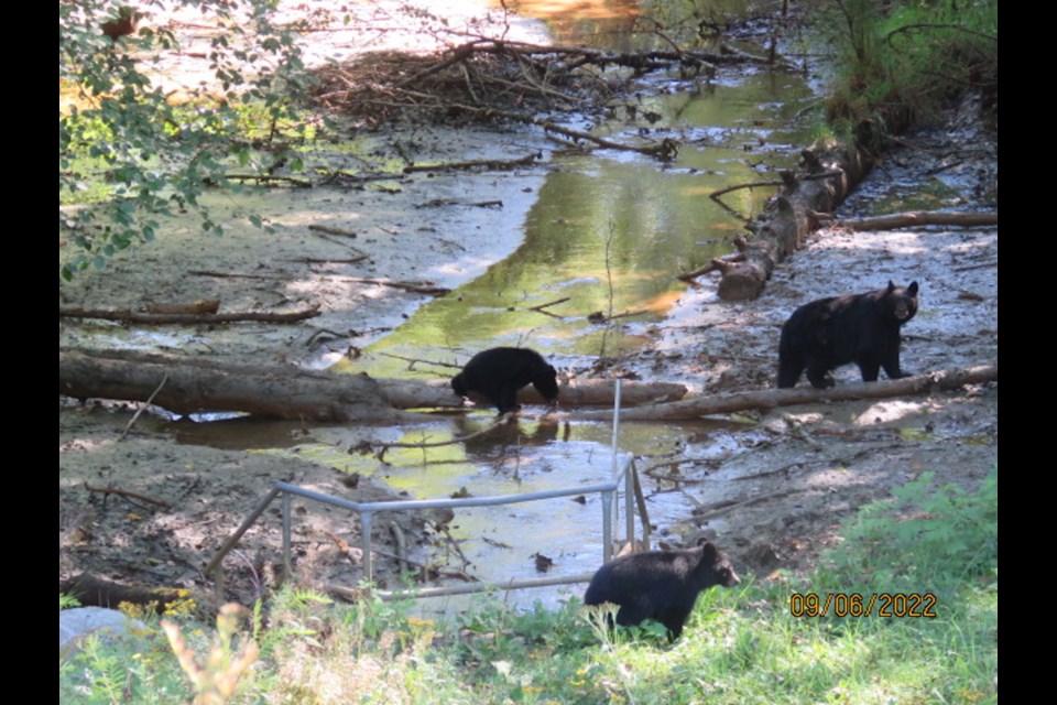 Jim Meyer spotted a few bears on Sept. 6 in Squamish. 
Remember always to follow ethical wildlife photography guidelines: don't demand the animal's attention and keep a good distance. 