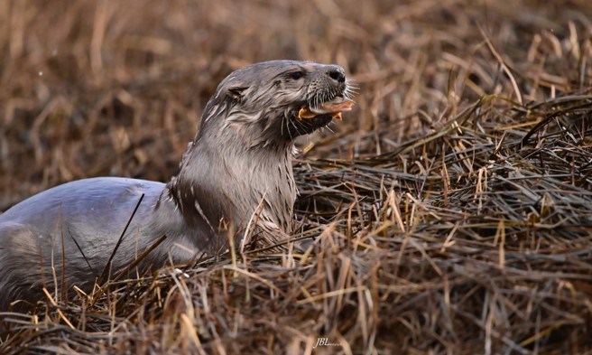 Joé Beaulieu-Lebel took this stunning photo of a river otter feeding on a staghorn sculpin fish in the Skwelwil'em Squamish Estuary on Easter Sunday. 

"[It] came out of the water 20 feet from me. Sat there and ate the whole fish in about a minute. Priceless moments in the wilderness [that] will always be remembered," he said.