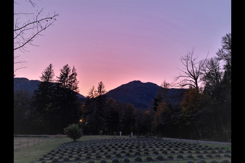 The farm's lavender field.